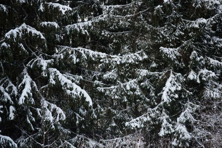 Snow covered dark forest. Close up background.の写真素材
