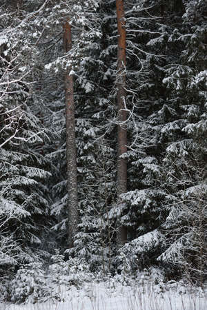 A snow-covered landscape of a winter forest with trees covered with frost and thick caps of snow.の写真素材