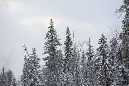 A snow-covered landscape of a winter forest with tree tops covered with frost and thick caps of snow.の写真素材