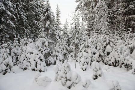 An iconic view of a winter forest for a Christmas card. Snow-covered fir trees with large caps of snow.の写真素材