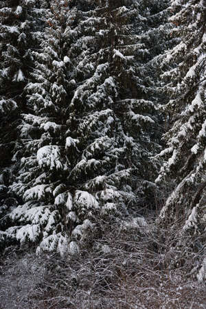 Snow covered dark forest. Close up background.の写真素材