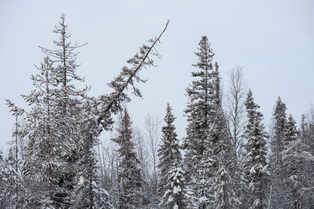 A snow-covered landscape of a winter forest with tree tops covered with frost and thick caps of snow.の写真素材