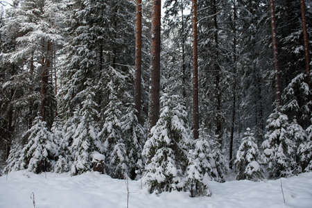 A snow-covered landscape of a winter forest with trees covered with frost and thick caps of snow.の写真素材