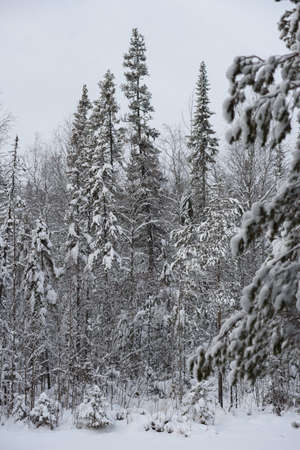 A snow-covered landscape of a winter forest with tree tops covered with frost and thick caps of snow.の写真素材