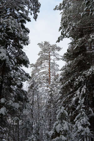 A snow-covered landscape of a winter forest with trees covered with frost and thick caps of snow.の写真素材