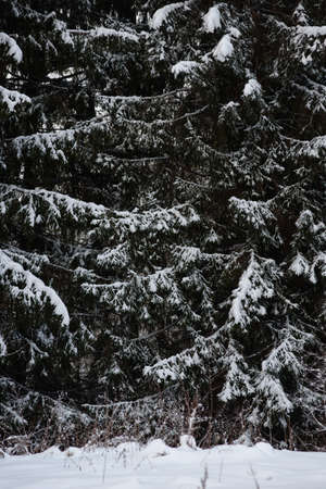 Snow covered dark forest. Close up background.の写真素材