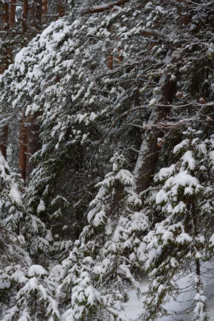 A snow-covered landscape of a winter forest with trees covered with frost and thick caps of snow.の写真素材