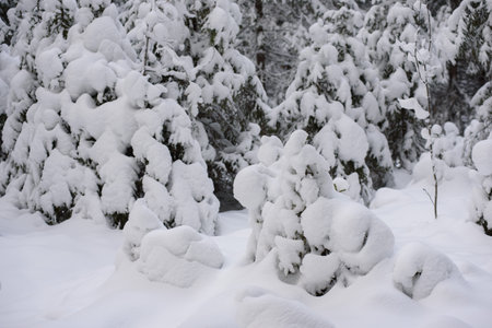 An iconic view of a winter forest for a Christmas card. Snow-covered fir trees with large caps of snow.の写真素材