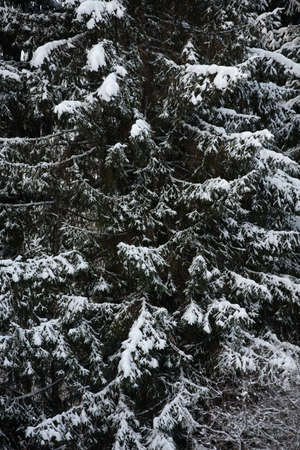 Snow covered dark forest. Close up background.の写真素材