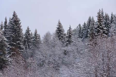 A snow-covered landscape of a winter forest with tree tops covered with frost and thick caps of snow.の写真素材