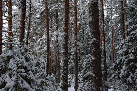 A snow-covered landscape of a winter forest with trees covered with frost and thick caps of snow.の写真素材