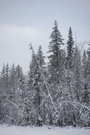 A snow-covered landscape of a winter forest with tree tops covered with frost and thick caps of snow.の写真素材