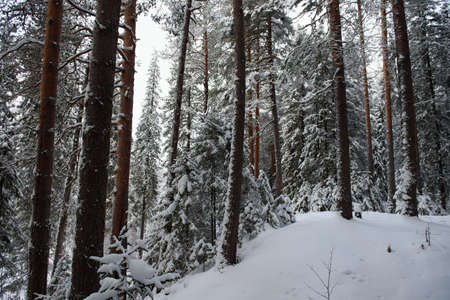 A snow-covered landscape of a winter forest with trees covered with frost and thick caps of snow.の写真素材