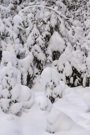 An iconic view of a winter forest for a Christmas card. Snow-covered fir trees with large caps of snow.の写真素材