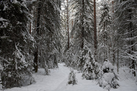 A snow-covered landscape of a winter forest with trees covered with frost and thick caps of snow.の写真素材