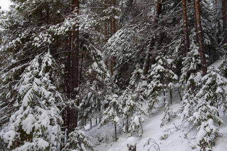 A snow-covered landscape of a winter forest with trees covered with frost and thick caps of snow.の写真素材