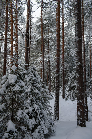 A snow-covered landscape of a winter forest with trees covered with frost and thick caps of snow.の写真素材