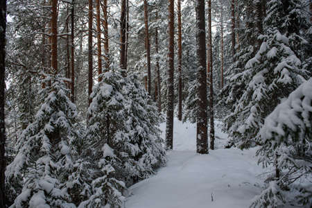 A snow-covered landscape of a winter forest with trees covered with frost and thick caps of snow.の写真素材