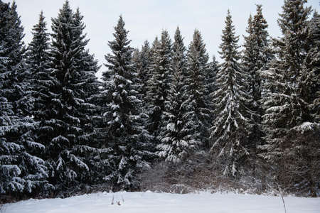 Snow covered dark forest. Close up background.の写真素材