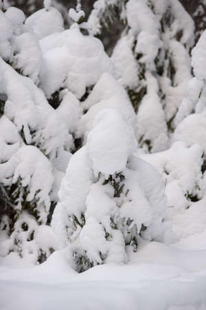 An iconic view of a winter forest for a Christmas card. Snow-covered fir trees with large caps of snow.の写真素材