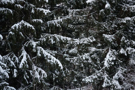 Snow covered dark forest. Close up background.の写真素材