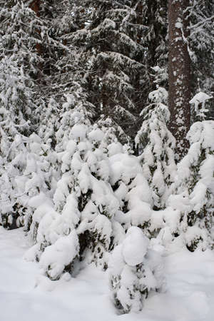 An iconic view of a winter forest for a Christmas card. Snow-covered fir trees with large caps of snow.の写真素材