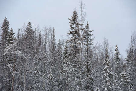 A snow-covered landscape of a winter forest with tree tops covered with frost and thick caps of snow.の写真素材