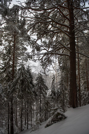 A snow-covered landscape of a winter forest with trees covered with frost and thick caps of snow.の写真素材