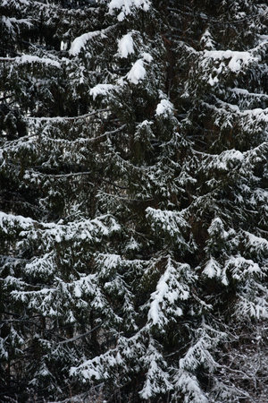 Snow covered dark forest. Close up background.の写真素材