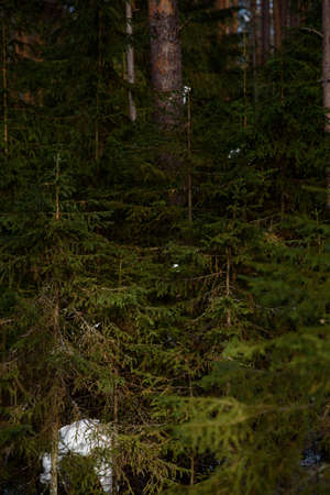 Warm spring light on spruce branches and pine trunks in mid-March in northern latitudes.の写真素材