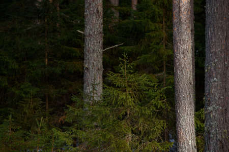Warm spring light on spruce branches and pine trunks in mid-March in northern latitudes.の写真素材