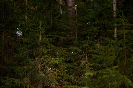 Warm spring light on spruce branches and pine trunks in mid-March in northern latitudes.の写真素材