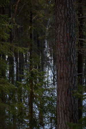 Warm spring light on spruce branches and pine trunks in mid-March in northern latitudes.の写真素材