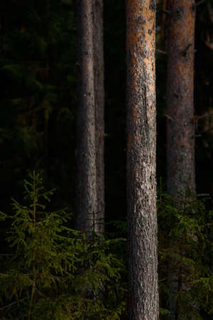 Warm spring light on spruce branches and pine trunks in mid-March in northern latitudes.の写真素材
