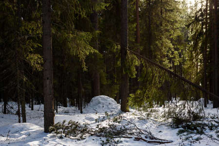 Warm spring light on spruce branches and pine trunks in mid-March in northern latitudes.の写真素材