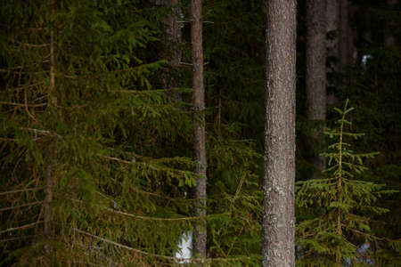 Warm spring light on spruce branches and pine trunks in mid-March in northern latitudes.の写真素材