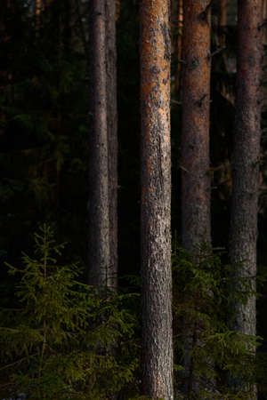Warm spring light on spruce branches and pine trunks in mid-March in northern latitudes.の写真素材