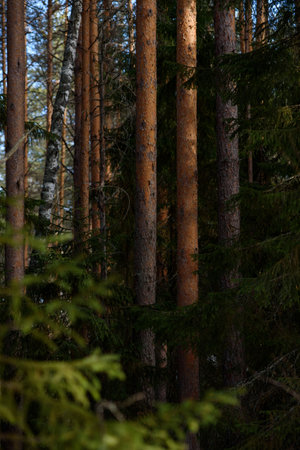 Warm spring light on spruce branches and pine trunks in mid-March in northern latitudes.の写真素材