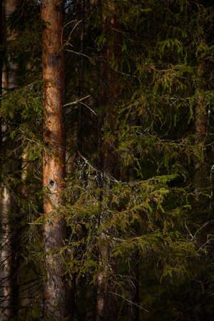 Warm spring light on spruce branches and pine trunks in mid-March in northern latitudes.の写真素材