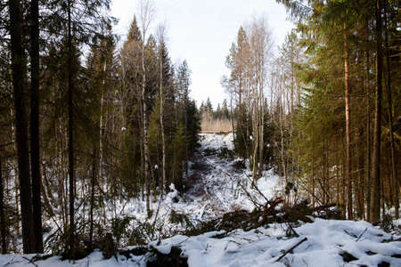 A clearing cut down in the forest for laying gas pipeline pipesの写真素材