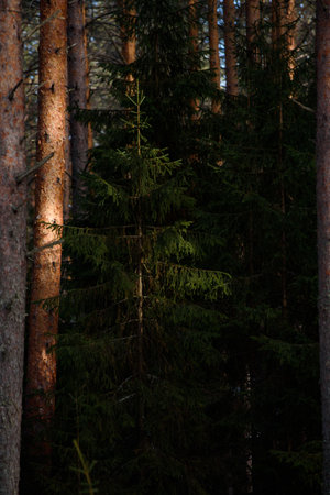 Warm spring light on spruce branches and pine trunks in mid-March in northern latitudes.の写真素材