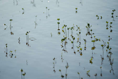 Plants sprouting from under water during high water. Beautiful reflections and shadows on the water.の写真素材