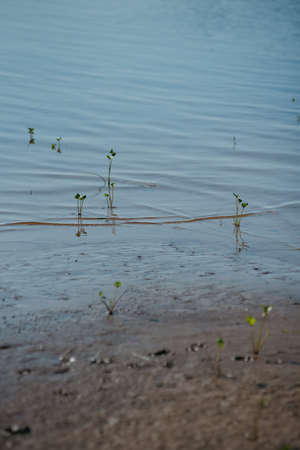 Plants sprouting from under water during high water. Beautiful reflections and shadows on the water.