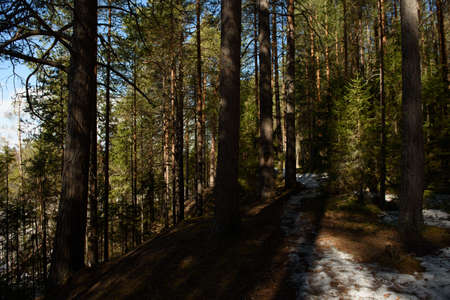 Nature in the middle of spring in the taiga forest on a sunny dayの写真素材