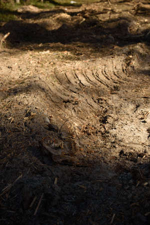 The site of deforestation for the gas pipeline in the middle of spring