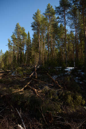 The site of deforestation for the gas pipeline in the middle of springの写真素材