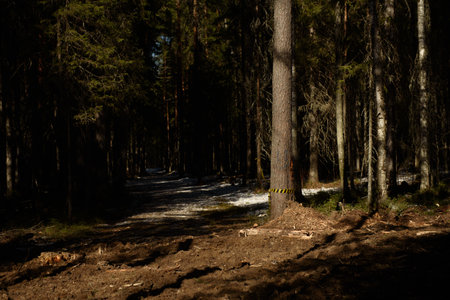 The site of deforestation for the gas pipeline in the middle of springの写真素材