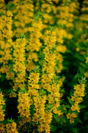 Verbena yellow perennial on a flower bed close-up.の写真素材