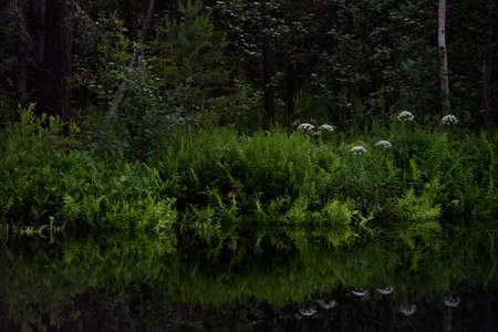 View of the forest lake in summer after sunset. The lake is surrounded by a bright green fern, which is reflected in the howl creating an abstract pattern.の写真素材