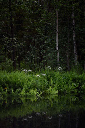View of the forest lake in summer after sunset. The lake is surrounded by a bright green fern, which is reflected in the howl creating an abstract pattern.の写真素材